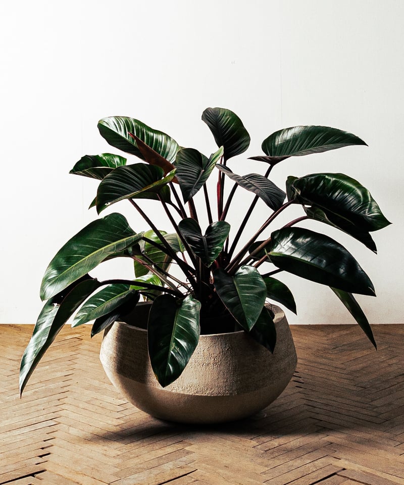 Philodendron Rojo Congo | フィロデンドロン・ロジョコンゴ | TIA