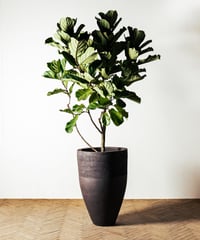 Ficus Lyrata | フィカス・リラータ