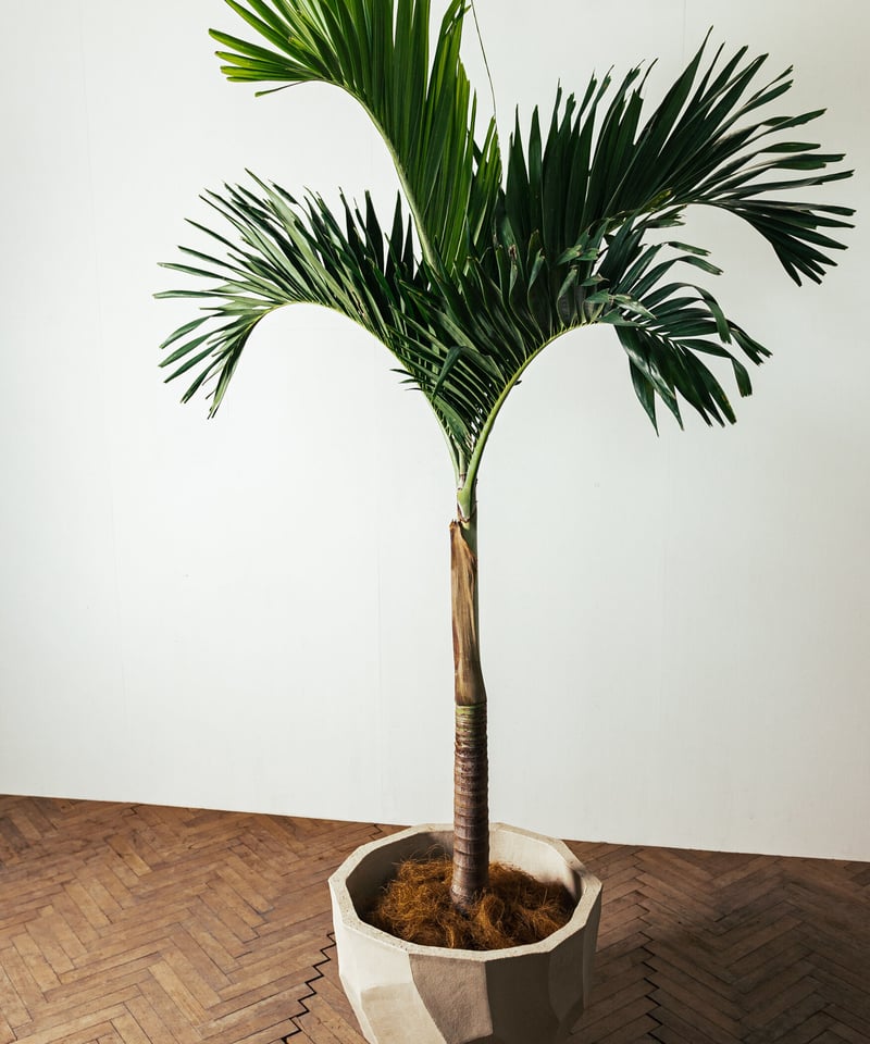Manila Palm | マニラパーム | TIANA STORE