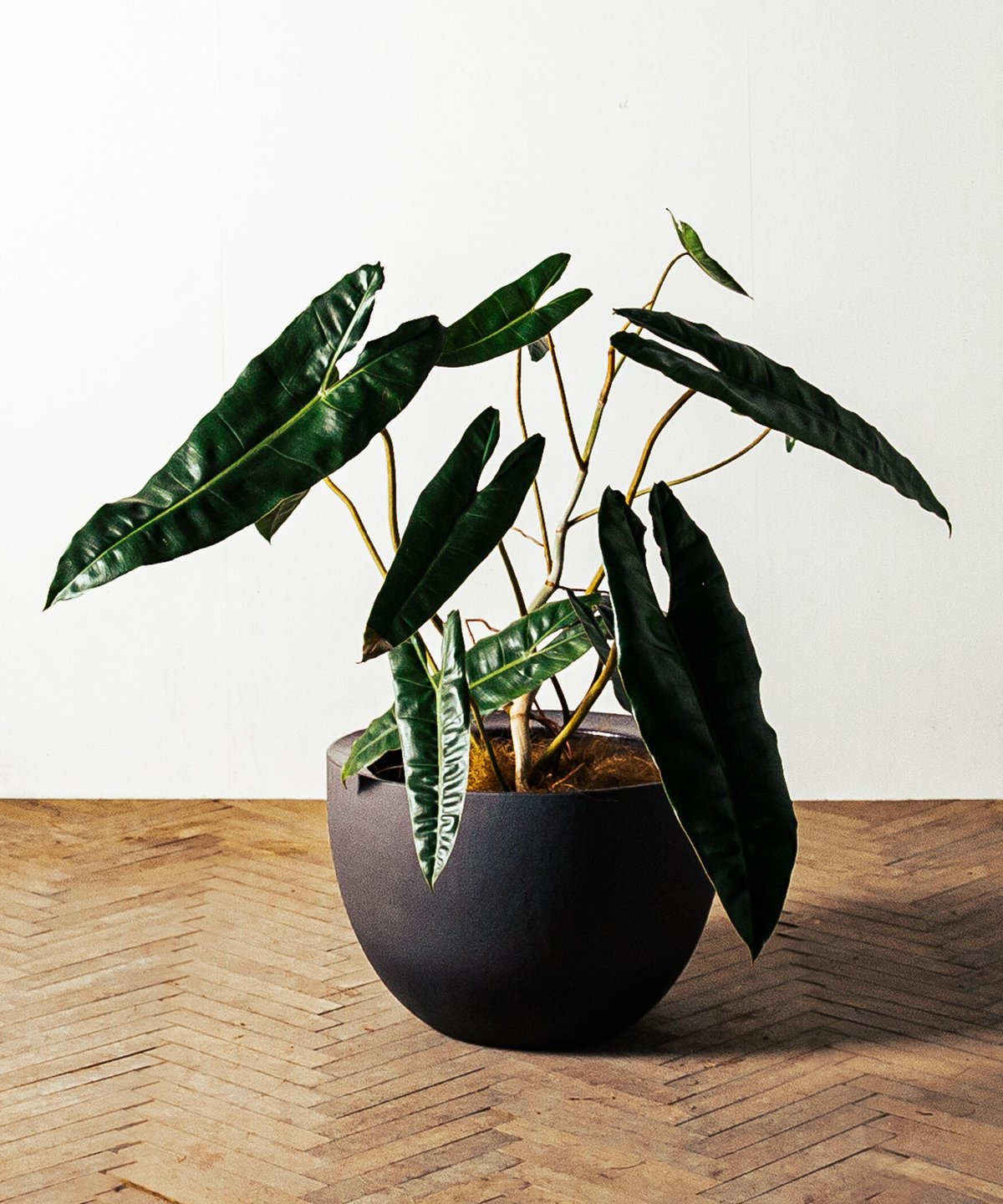 フィロデンドロン：ビレッタエ フィロデンドロン：ビレッタエ 5号鉢植え の通販 | 園芸ネット
