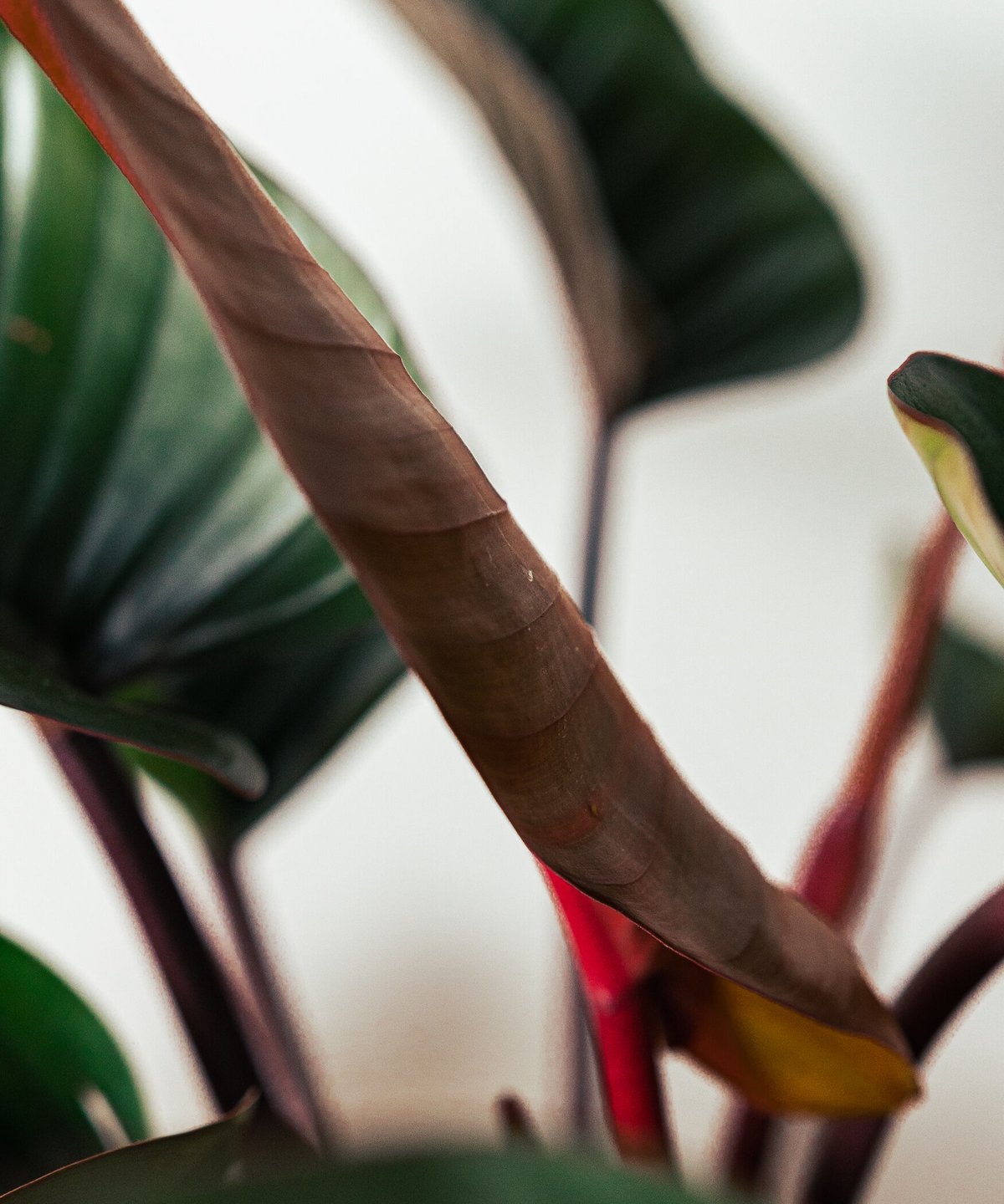 Philodendron Rojo Congo | フィロデンドロン・ロジョコンゴ | TIA