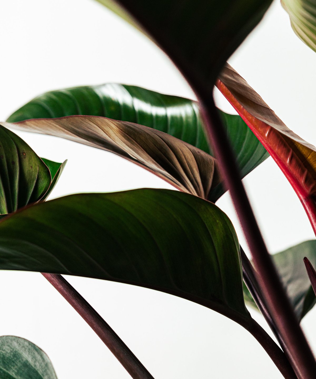Philodendron Rojo Congo | フィロデンドロン・ロジョコンゴ | TIA
