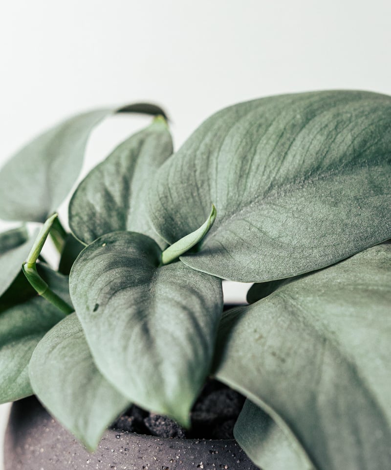 スキンダプサス・オルモストシルバー | TIANA STORE