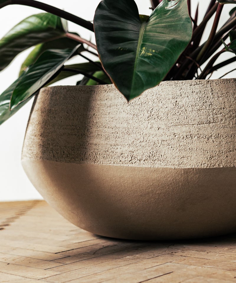 Philodendron Rojo Congo | フィロデンドロン・ロジョコンゴ | TIA