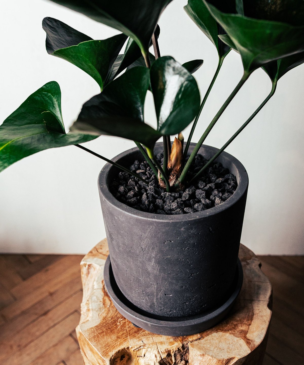 観葉植物 アンスリウム アロー アンスリウム アロー 税込2980円 #観葉植物 #アンスリウム