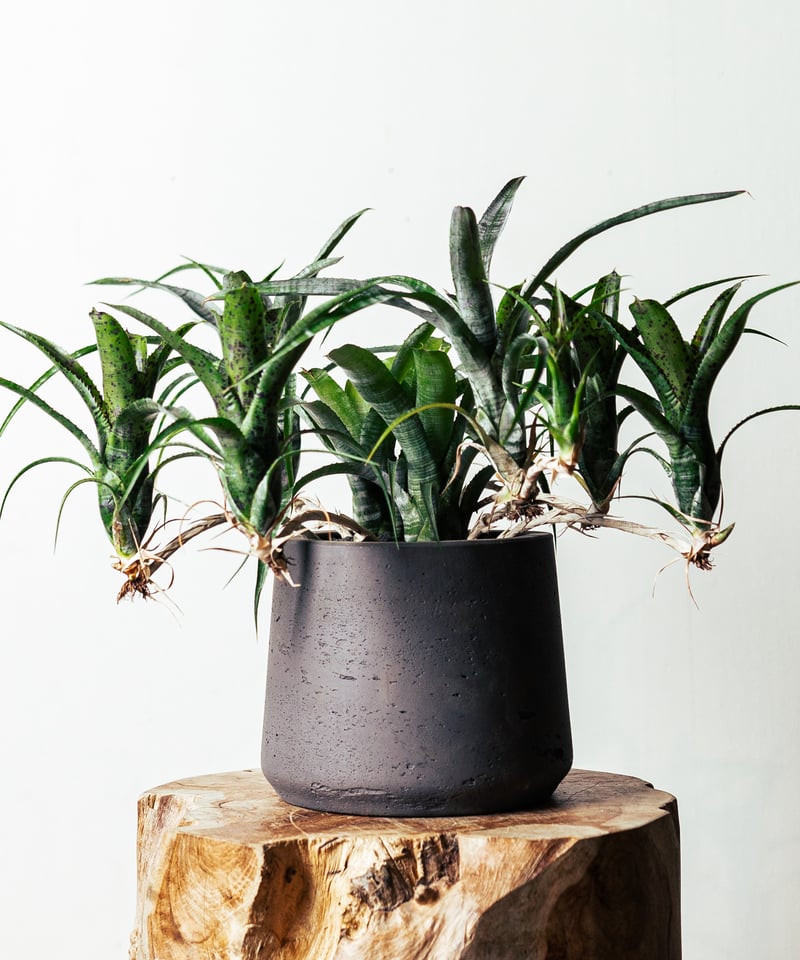 ネオレゲリア・パウシフローラ | TIANA STORE