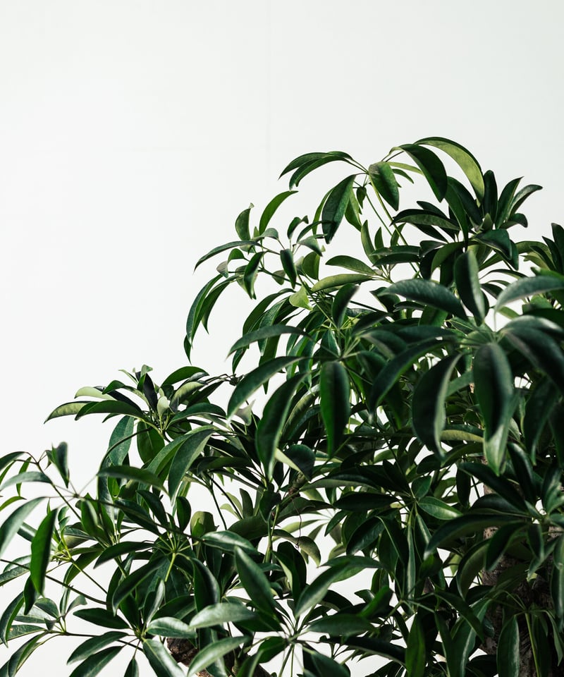 Scefflera Arboricola | シェフレラ・アルボリコラ | TIANA STORE