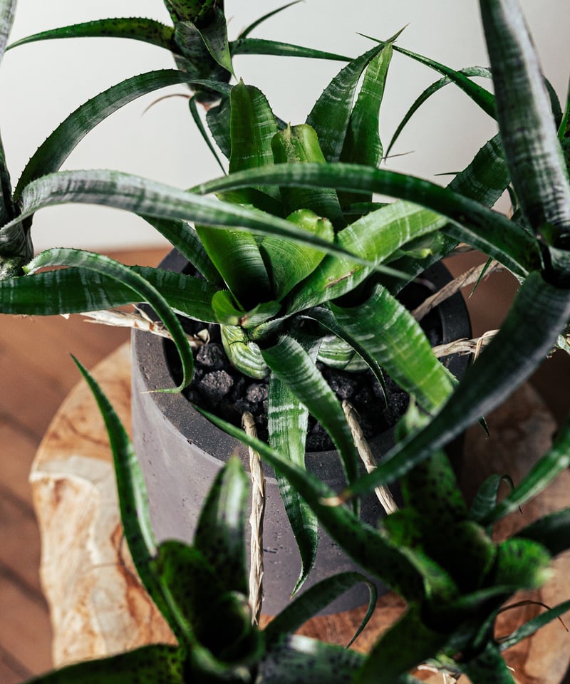 ネオレゲリア・パウシフローラ | TIANA STORE