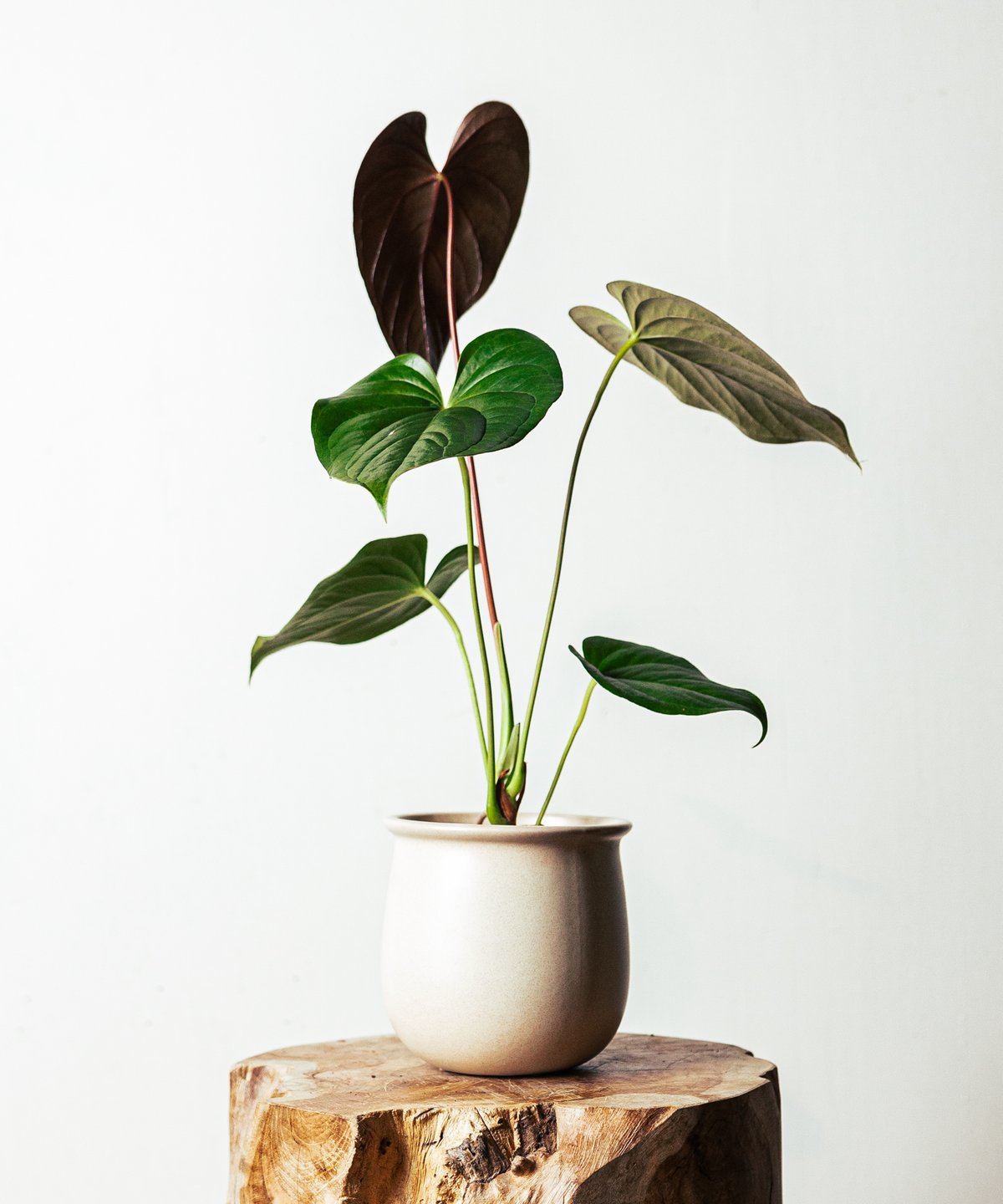 アンスリウム・ロムズレッド | TIANA STORE