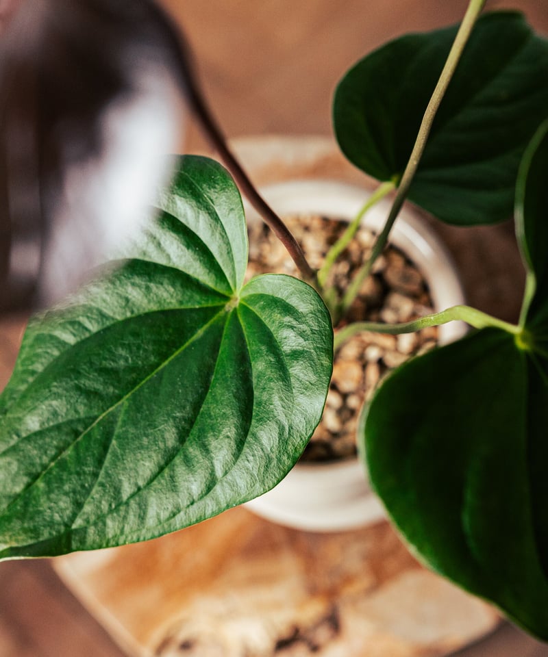 アンスリウム・ロムズレッド | TIANA STORE