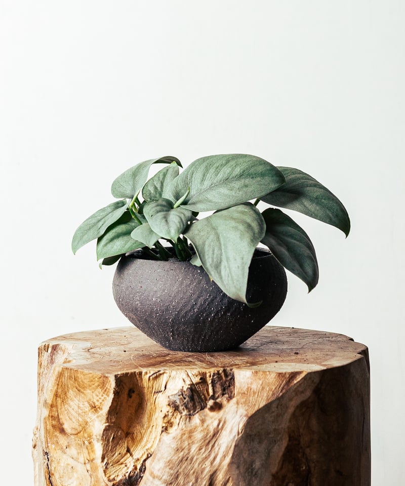 スキンダプサス・オルモストシルバー | TIANA STORE