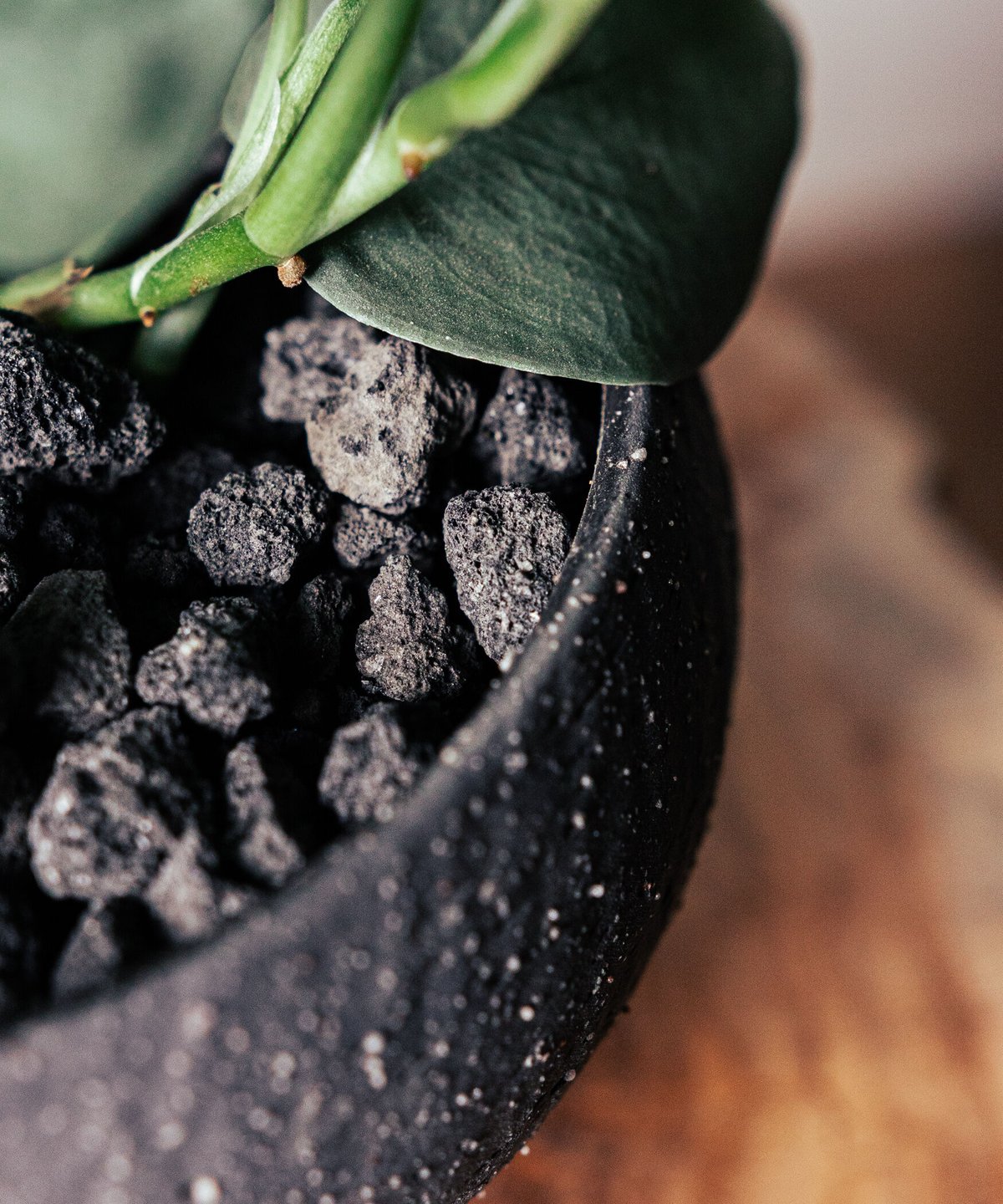 スキンダプサス・オルモストシルバー | TIANA STORE