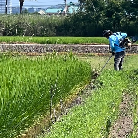 feu-de  ミルキークイーン20kg