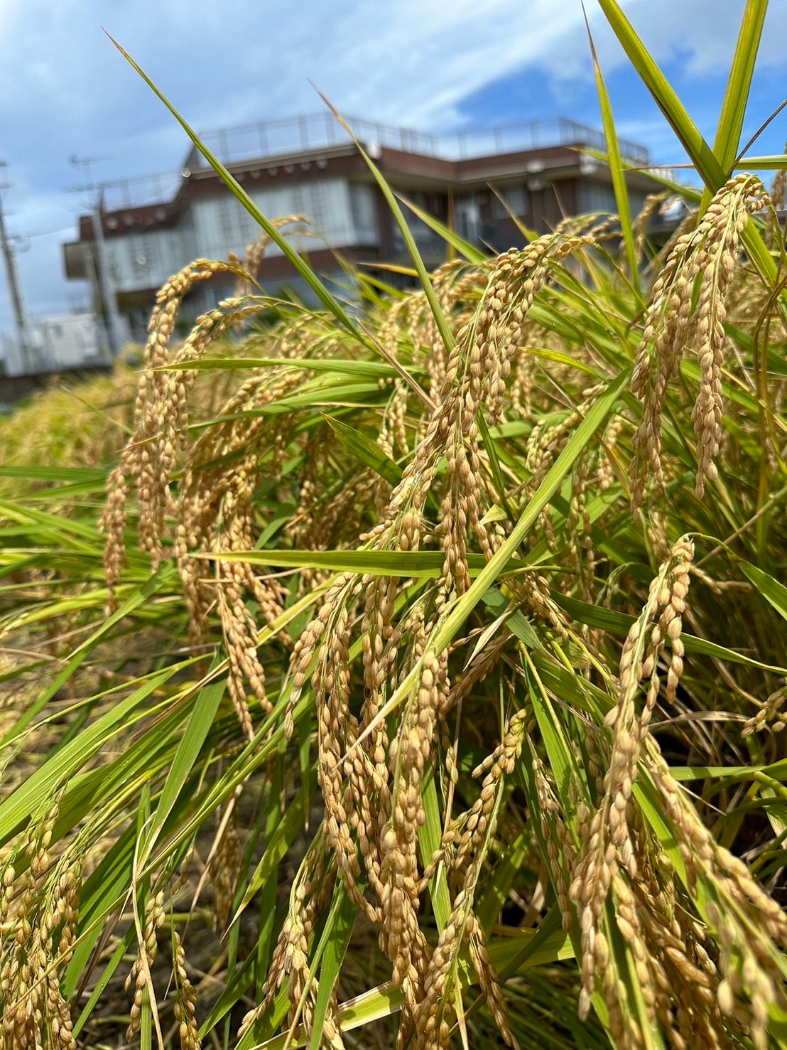 ミルキークイーン 20キロ 楽天市場】令和7年 米 新潟県南魚沼産 ミルキークイーン 玄米 20kg