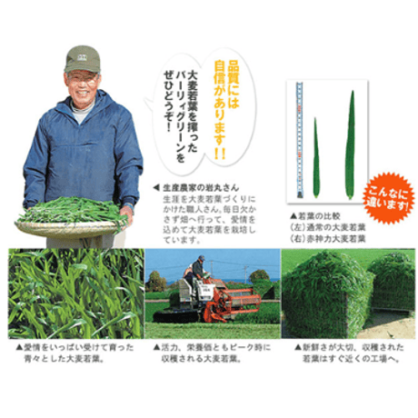 バーリィグリーン60包入