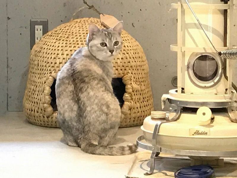 価格改定】長野県栄村産 猫つぐら システム上送料無料と表記されますが