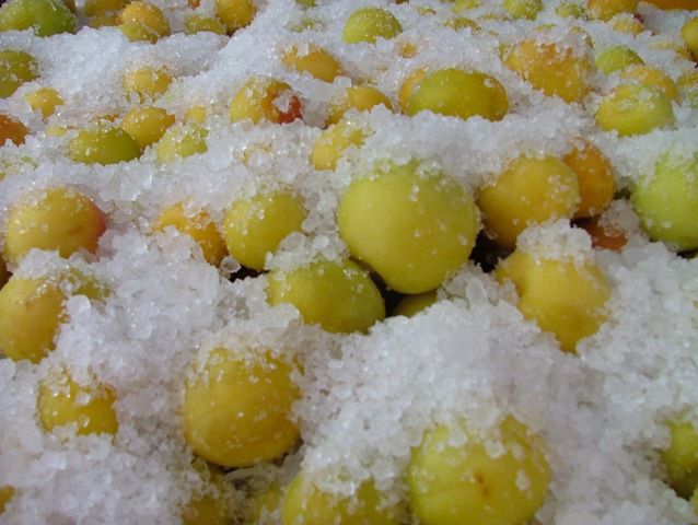 曽我の梅『十郎』生梅 秀品 8キロ 曽我の梅『十郎』生梅