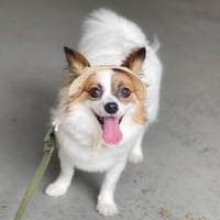 防虫シールドハット