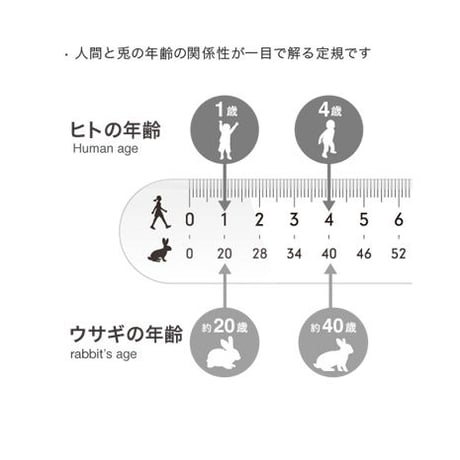 ウサギメモリ / 全国一律料金/ ポスト投函
