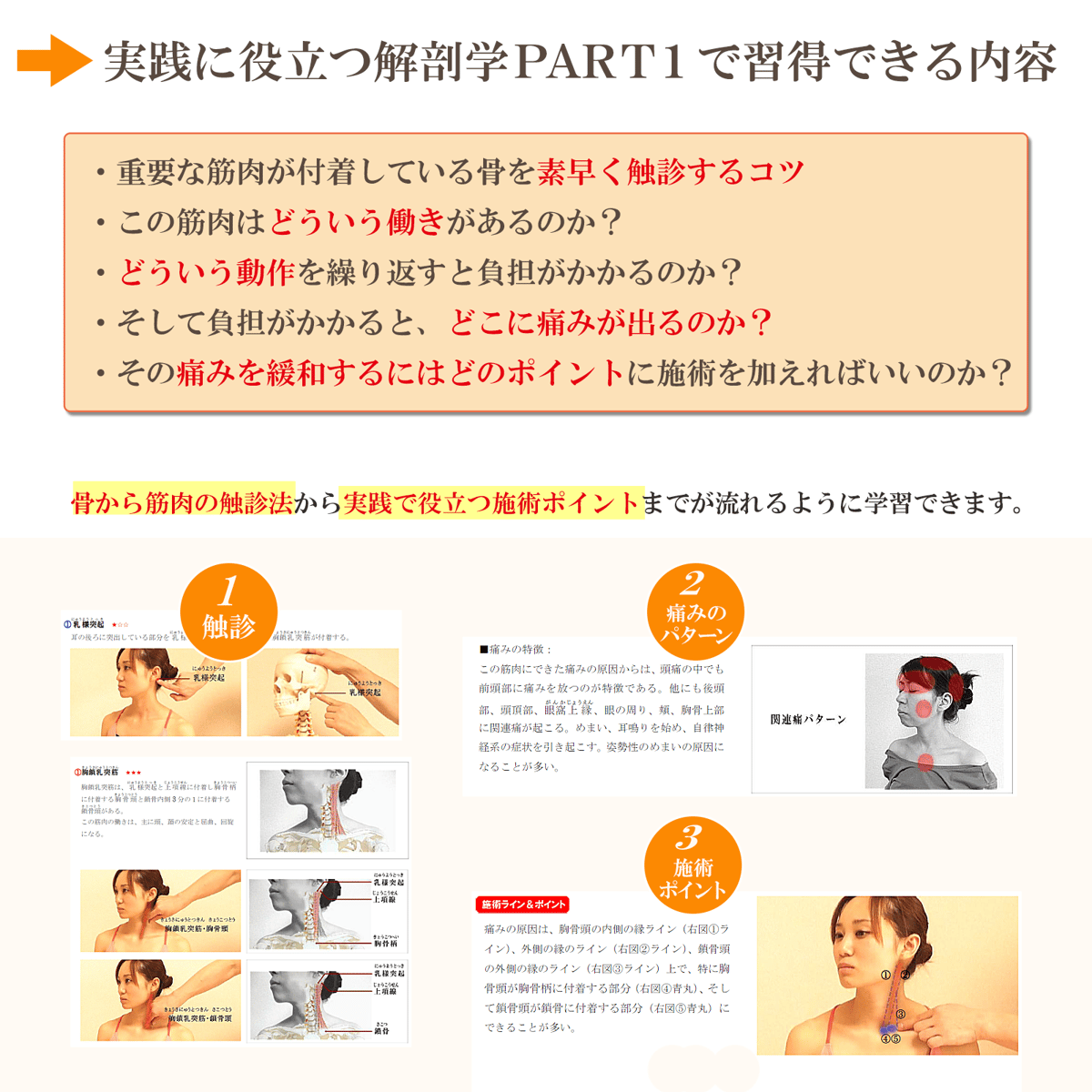 ☆5,300円割引☆【DVD】実践に役立つ解剖学 PART1 基礎からの触診法
