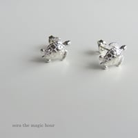 アオウミガメ ポストピアス　green turtle