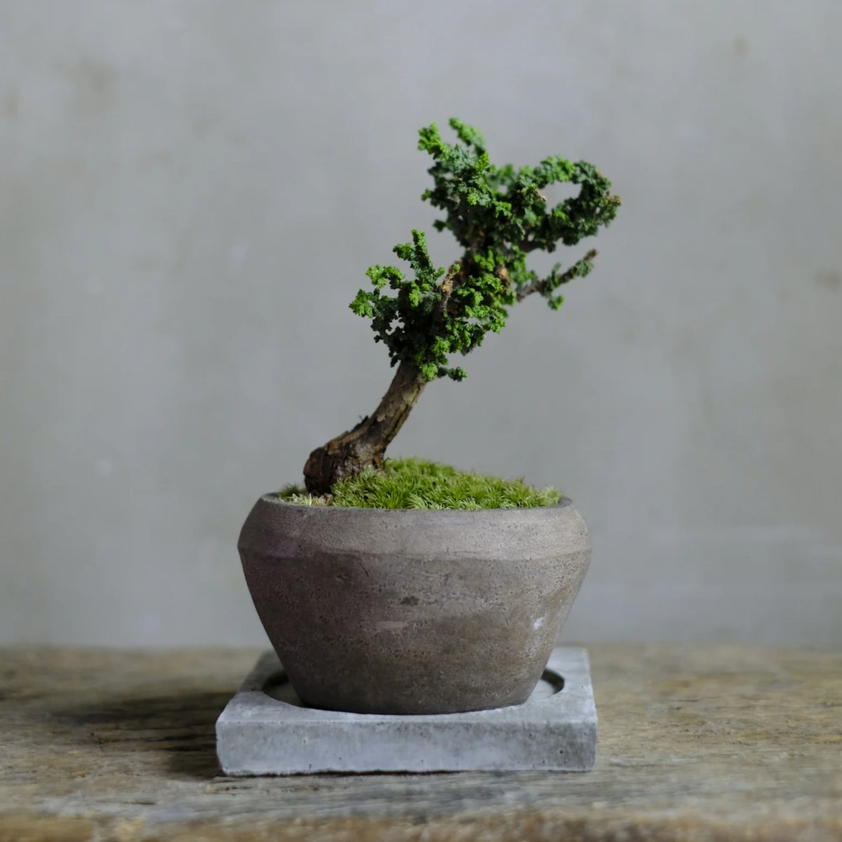 石化桧　小品盆栽　素焼鉢6号 石化桧 | saku-botanicalworks