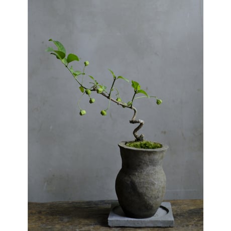 CATEGORY モルタル鉢 | saku-botanicalworks