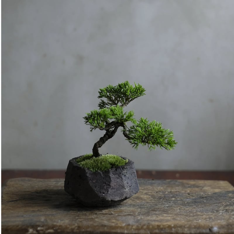 季節のお任せ盆栽・小 | saku-botanicalworks
