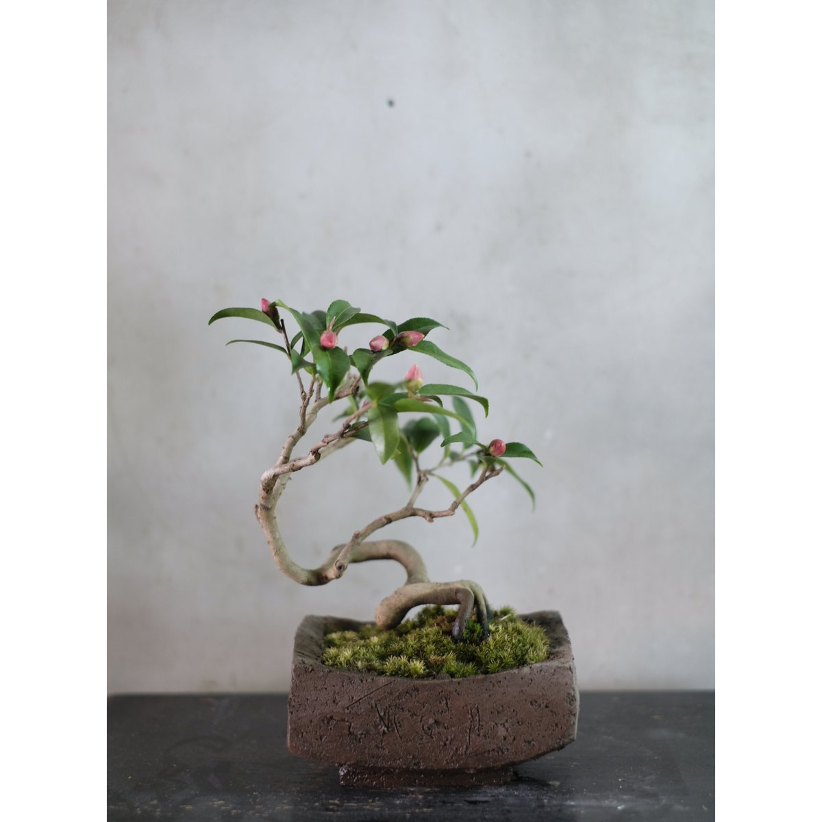 山茶花 | saku-botanicalworks