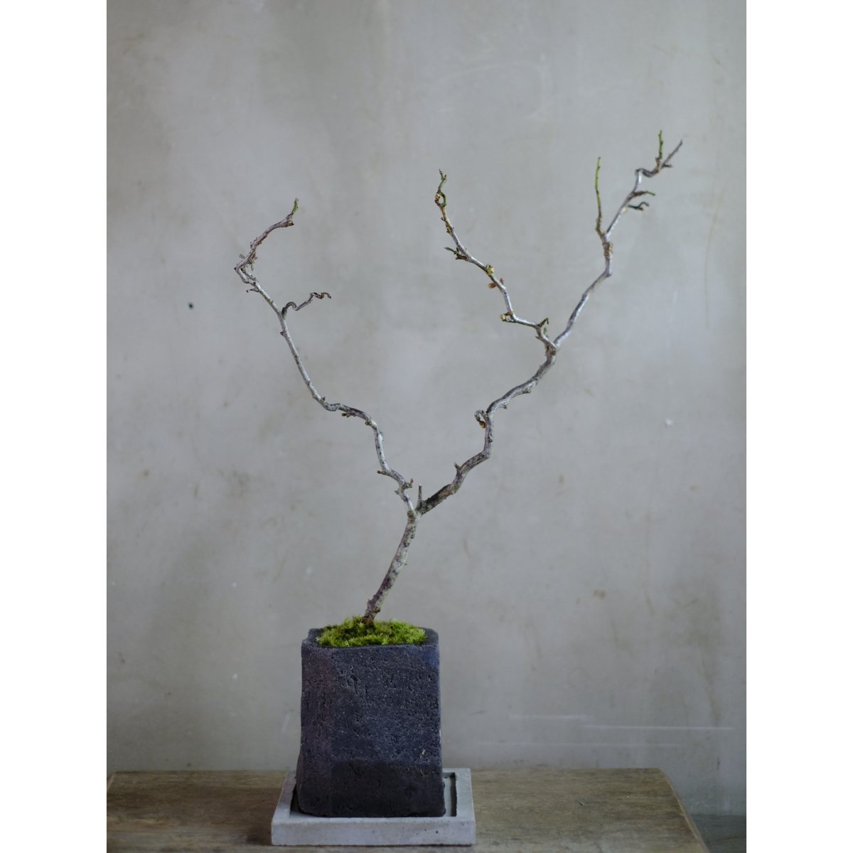 雲龍梅　古木　７号ポットつき　特大❗ 雲龍梅 | saku-botanicalworks