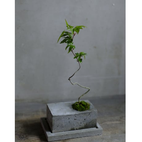 山紅葉 | saku-botanicalworks