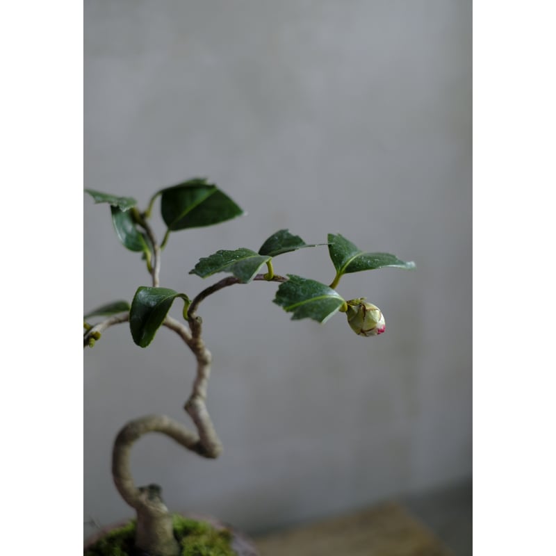 椿 | saku-botanicalworks