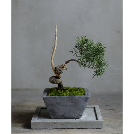 CATEGORY モルタル鉢 | saku-botanicalworks
