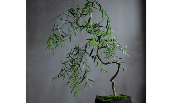 saku-botanicalworks