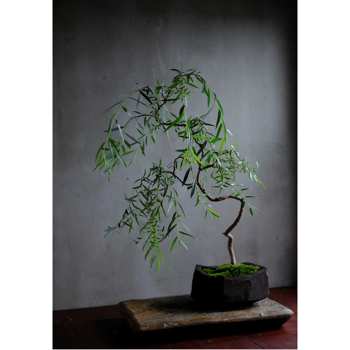 季節のお任せ盆栽・大 | saku-botanicalworks