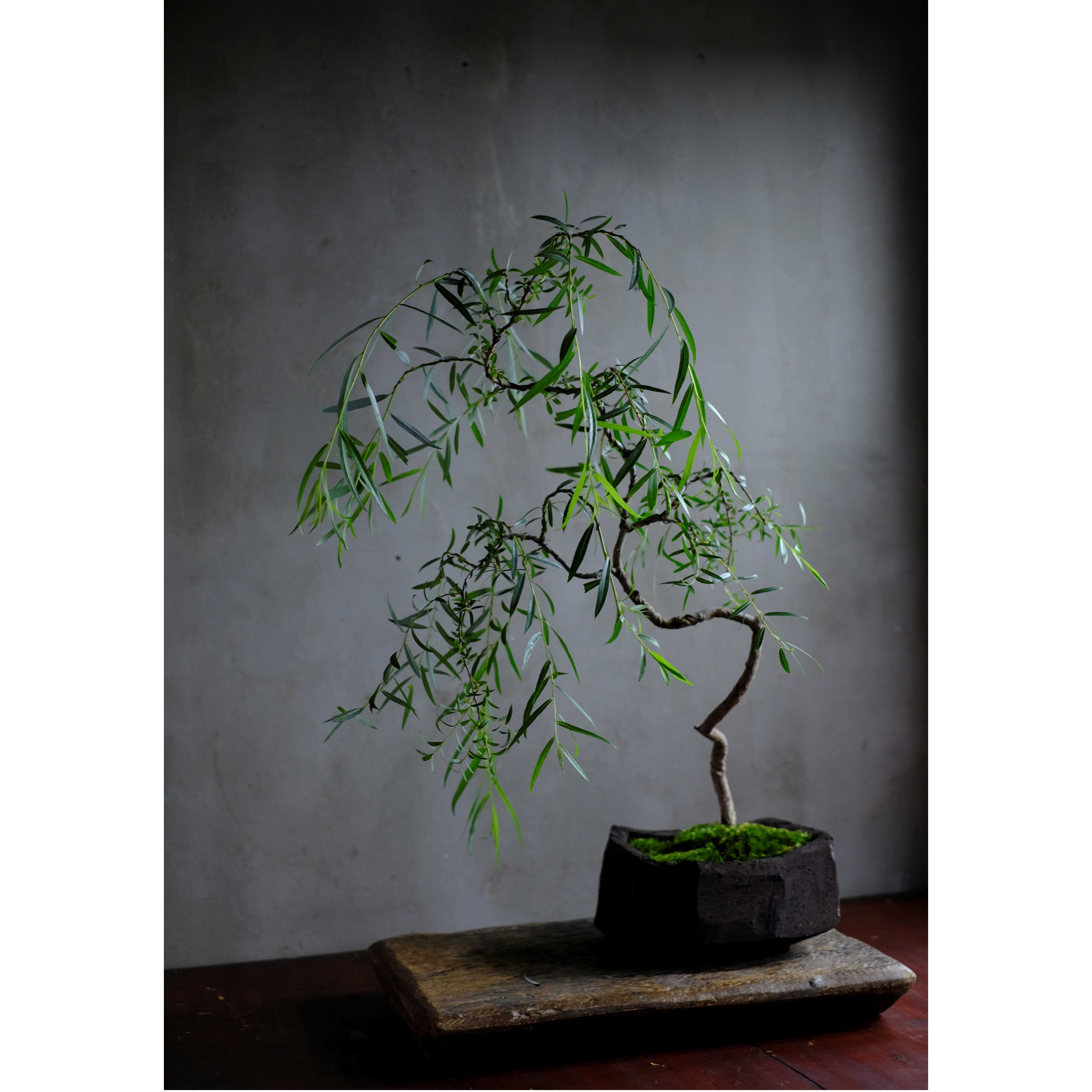 大特価‼️ 最終値下げ‼️ 盆栽 飾り台‼️ 季節のお任せ盆栽・大 | saku-botanicalworks