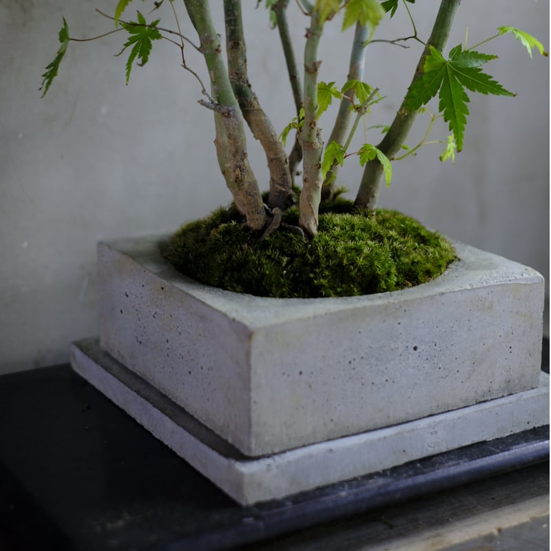 山紅葉 | saku-botanicalworks