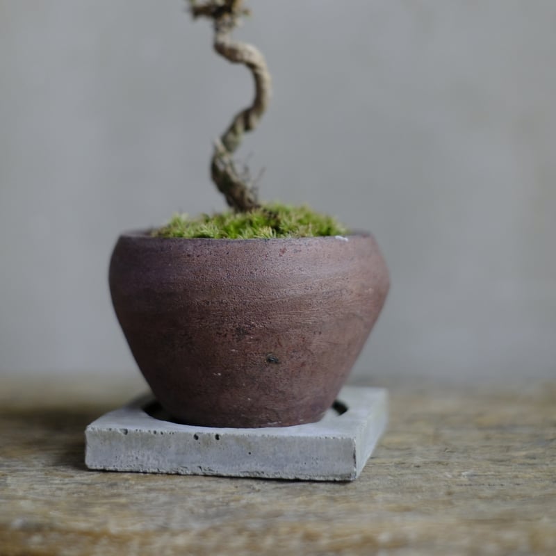 黒松 | saku-botanicalworks