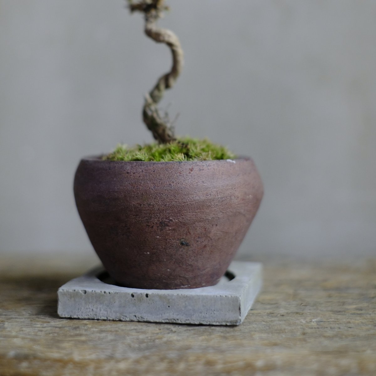 黒松盆栽 栽培セット The BONSAI 黒松【盆栽／1個売り】｜ 【植物のITANSE