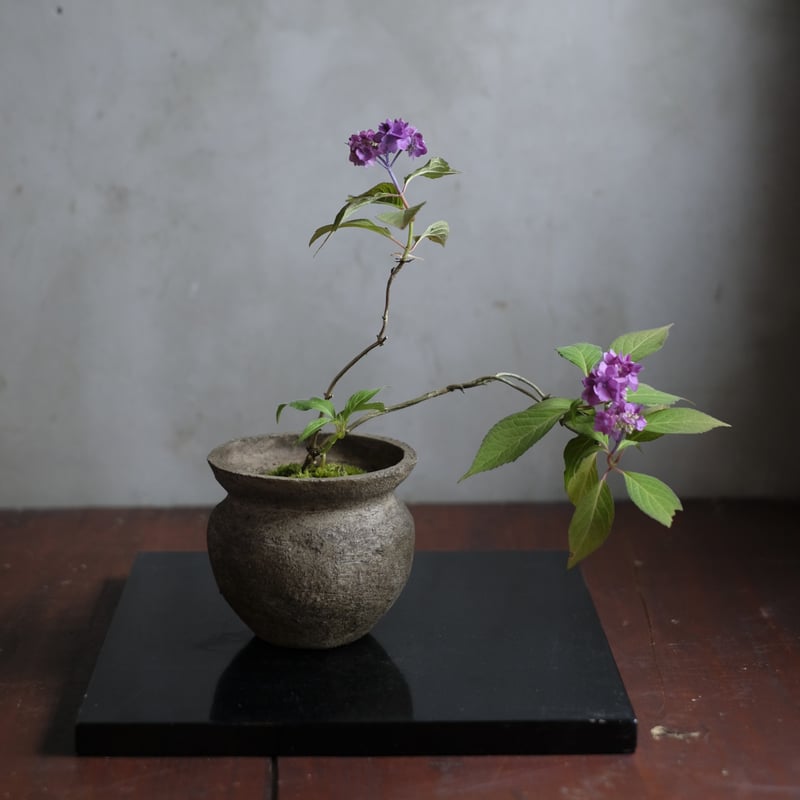 季節のお任せ盆栽・小 | saku-botanicalworks