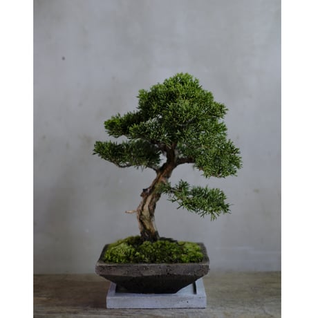 盆栽　真柏　盆栽鉢　植物 真柏 ミニ盆栽 糸魚川真柏 育て方ガイド付 送料無料 無料ラッピング