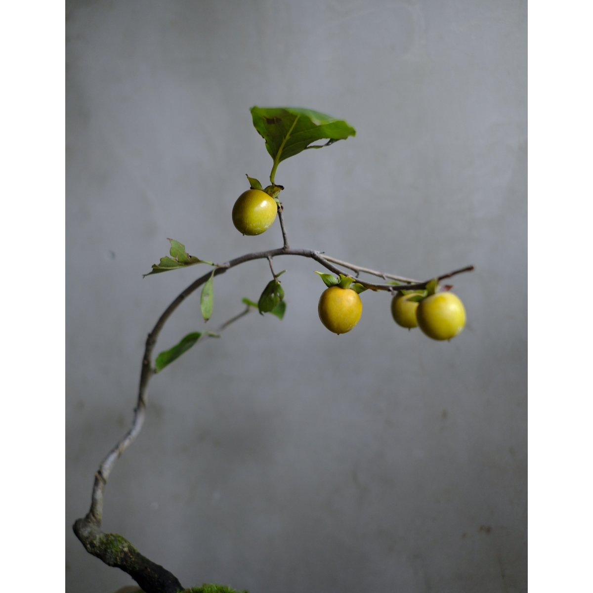 山柿 | saku-botanicalworks