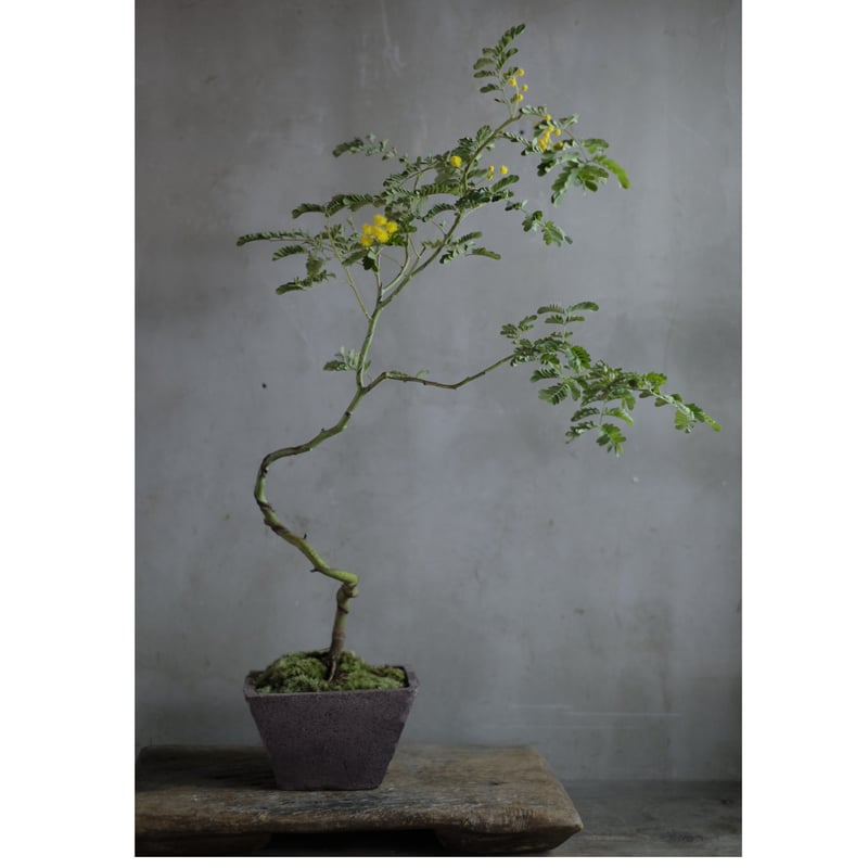 季節のお任せ盆栽・大 | saku-botanicalworks