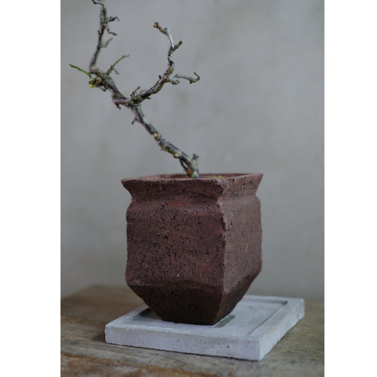 雲龍梅　古木　７号ポットつき　特大❗ 雲龍梅 | saku-botanicalworks