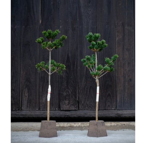 【花材屋】ガーデン工房SAKU 花材屋】ガーデン工房SAKU 花材屋】ガーデン工房SAKU 花材屋】ガーデン