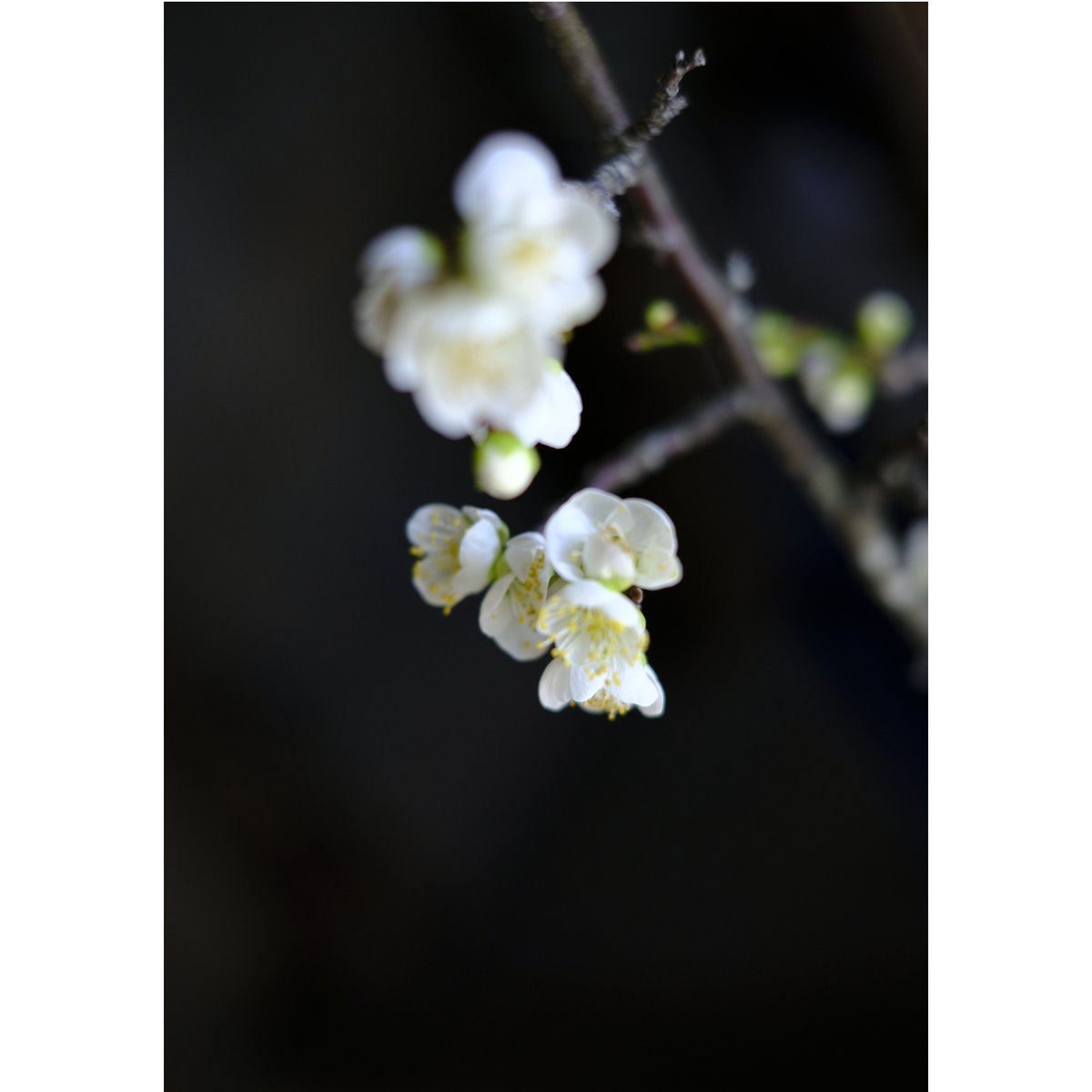 雲龍梅 | saku-botanicalworks