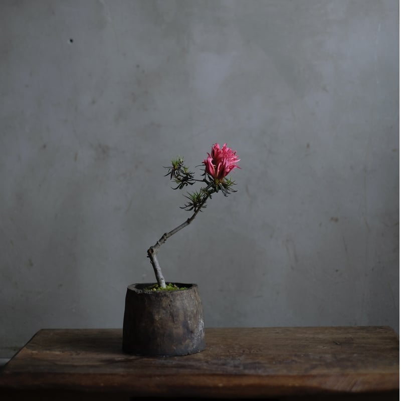 季節のお任せ盆栽・小 | saku-botanicalworks