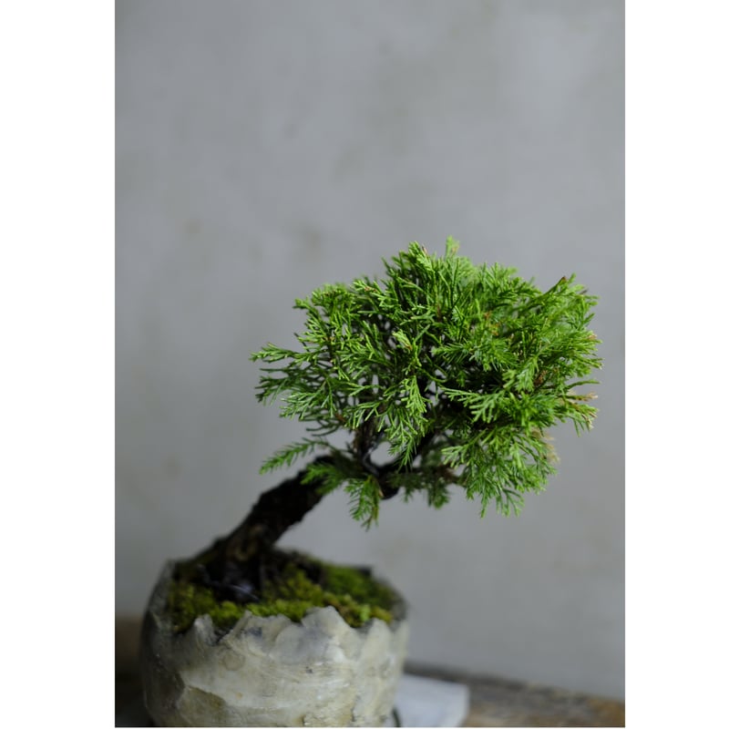 真柏 | saku-botanicalworks