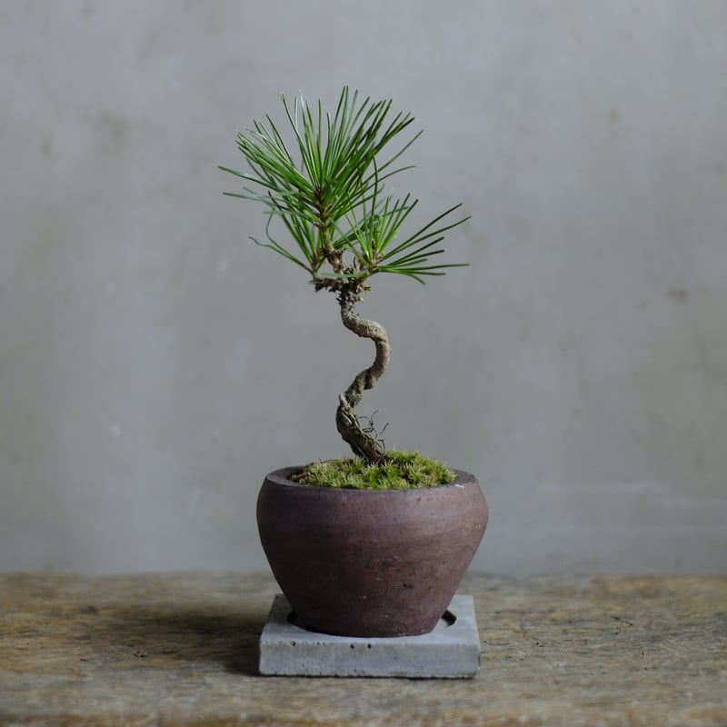 黒松 | saku-botanicalworks
