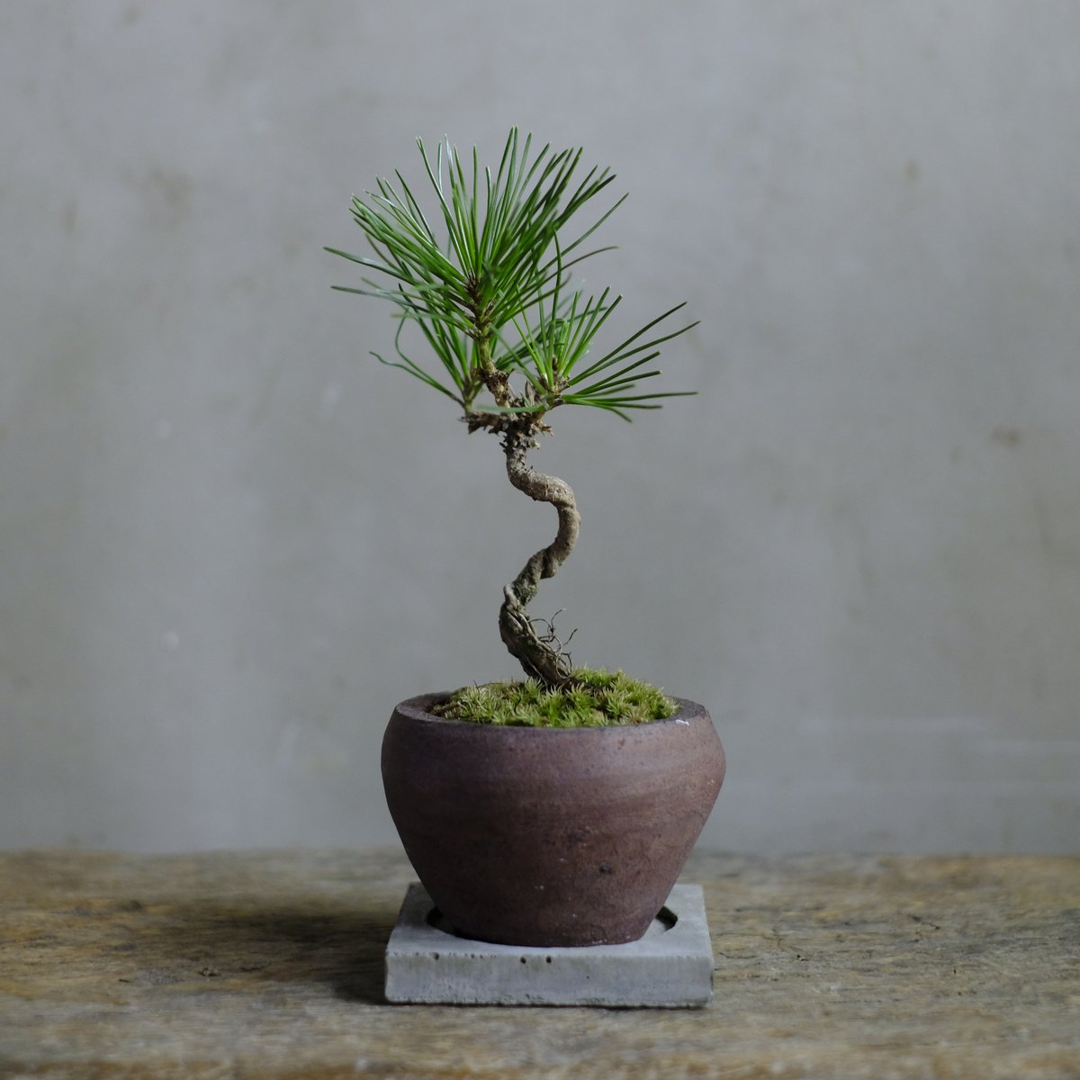 黒松 | saku-botanicalworks